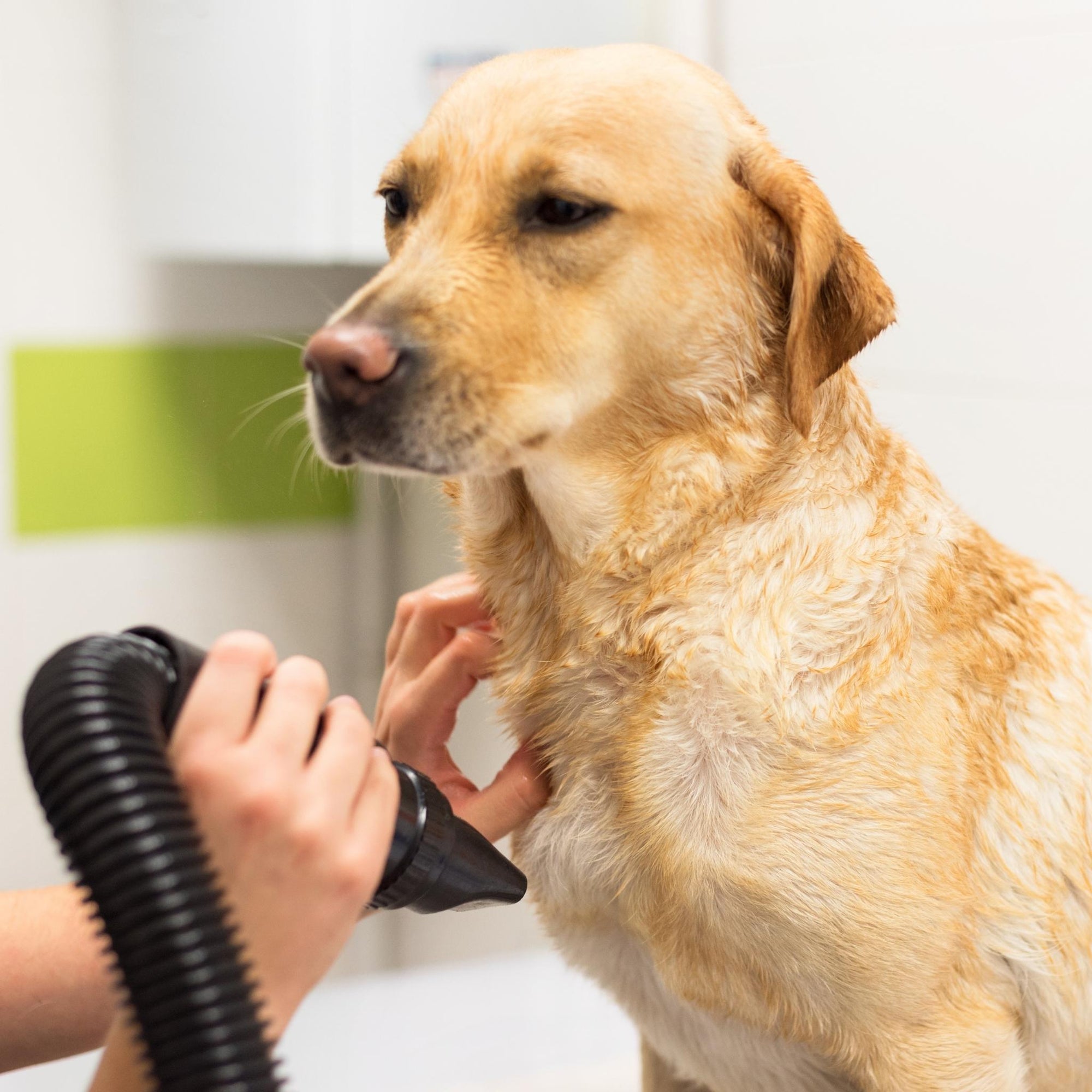 Golden Retriever en Waterblazer