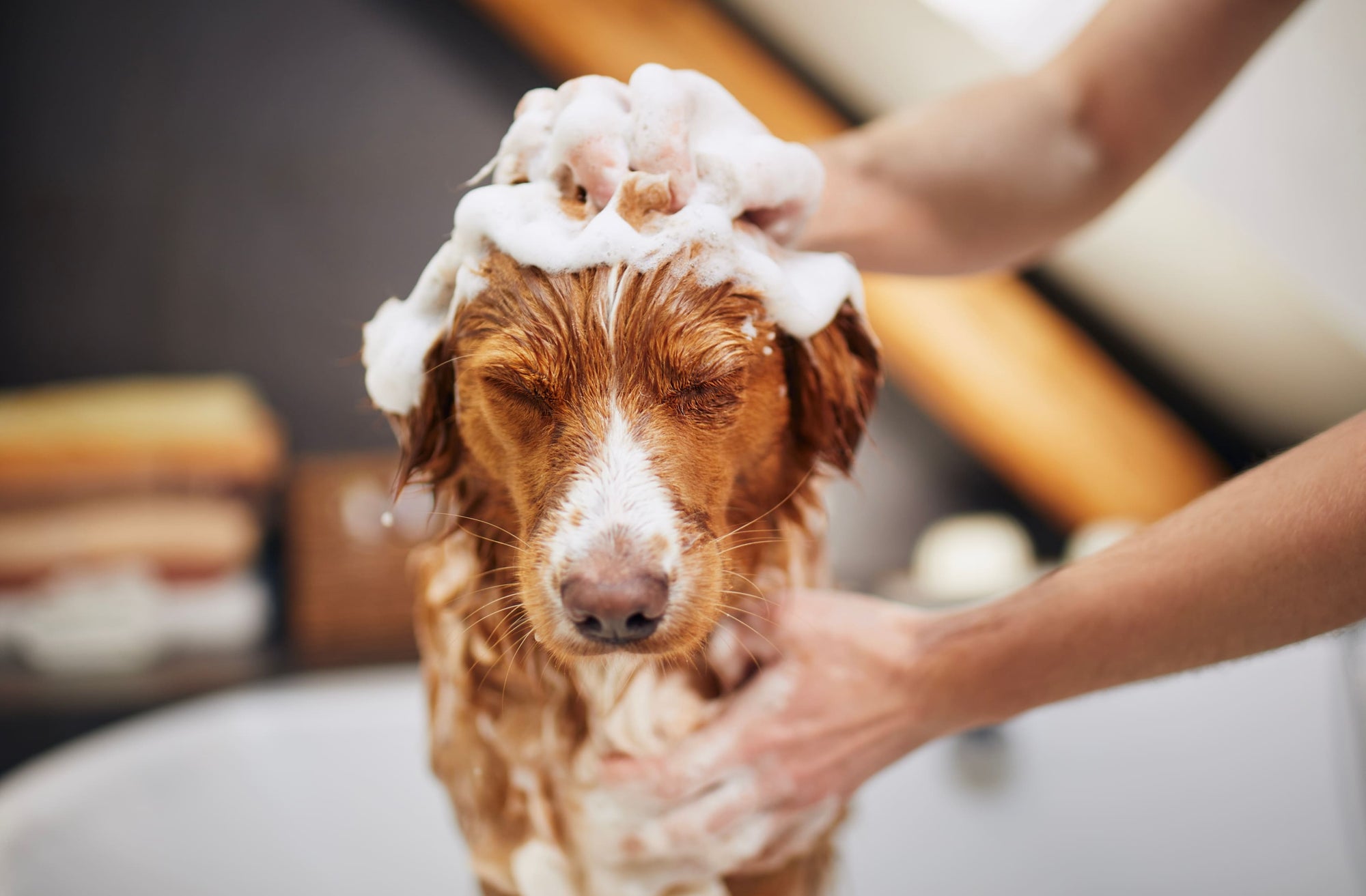 Beste hondenshampoo