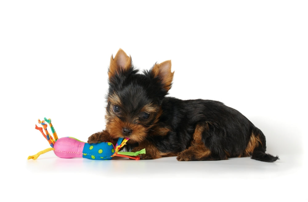 Beste puppy speelgoed