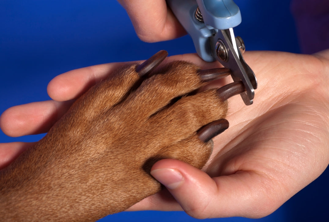 Beste nagelknipper hond